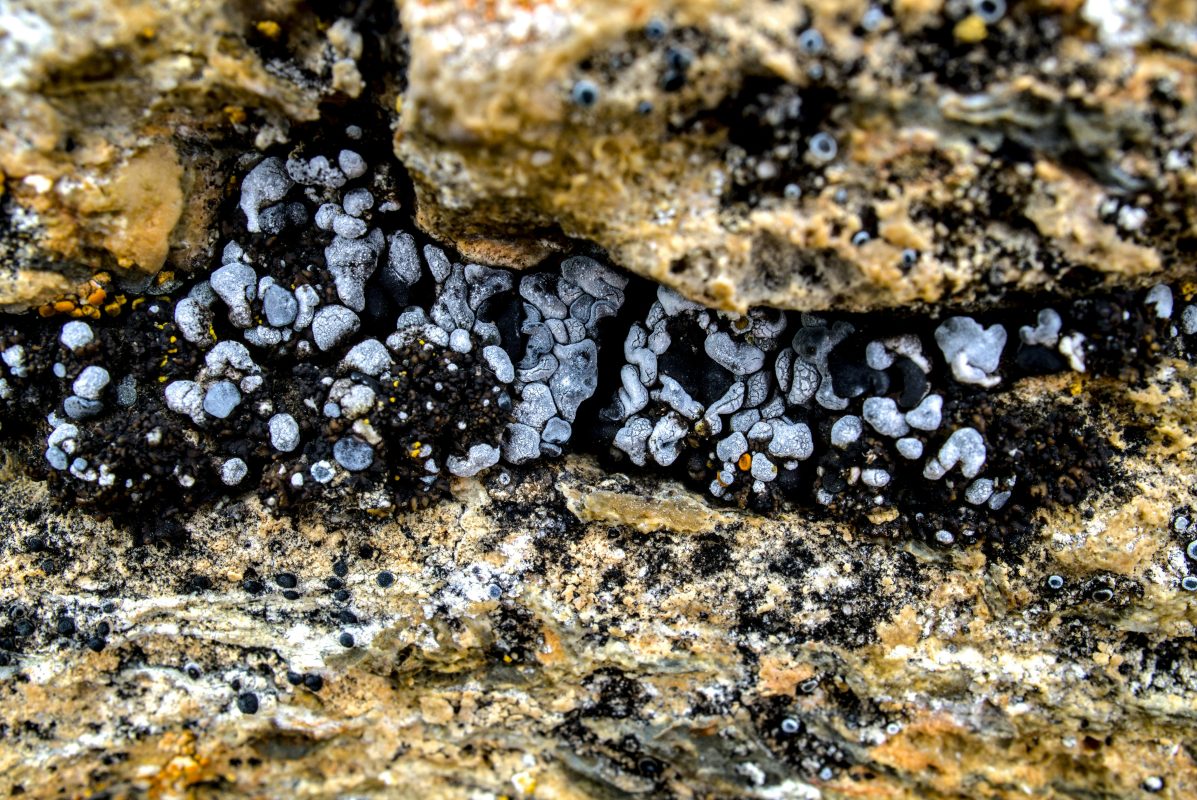 alexey melechin ve0dXHrqD5c unsplash