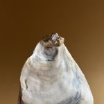 Screenshot 2026 03 14 at 20.55.52