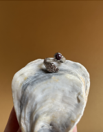 Screenshot 2026 03 15 at 11.34.06